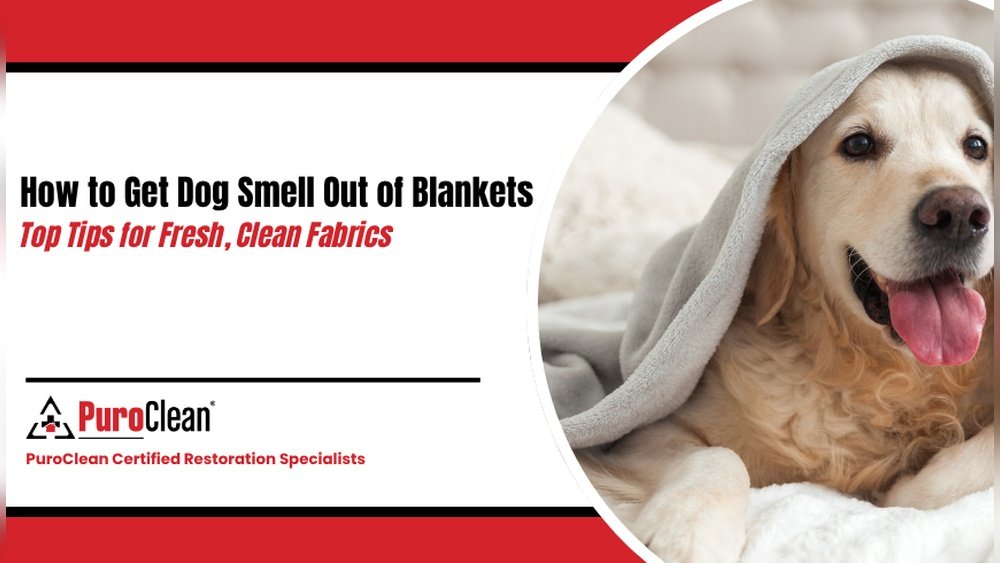 How Do You Get Dog Smell Out of Blankets