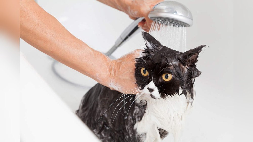 How Do You Give a Cat a Flea Bath