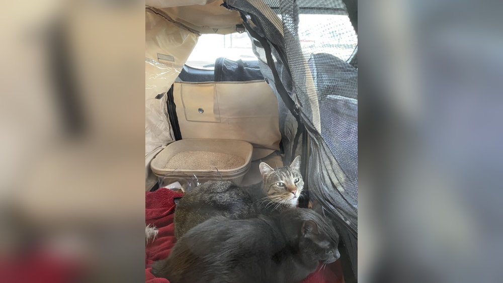 How Do You Move a Cat Across Country