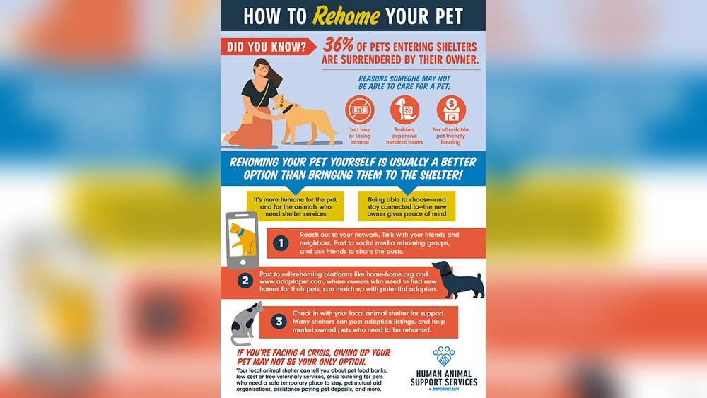 How Do You Rehome a Cat