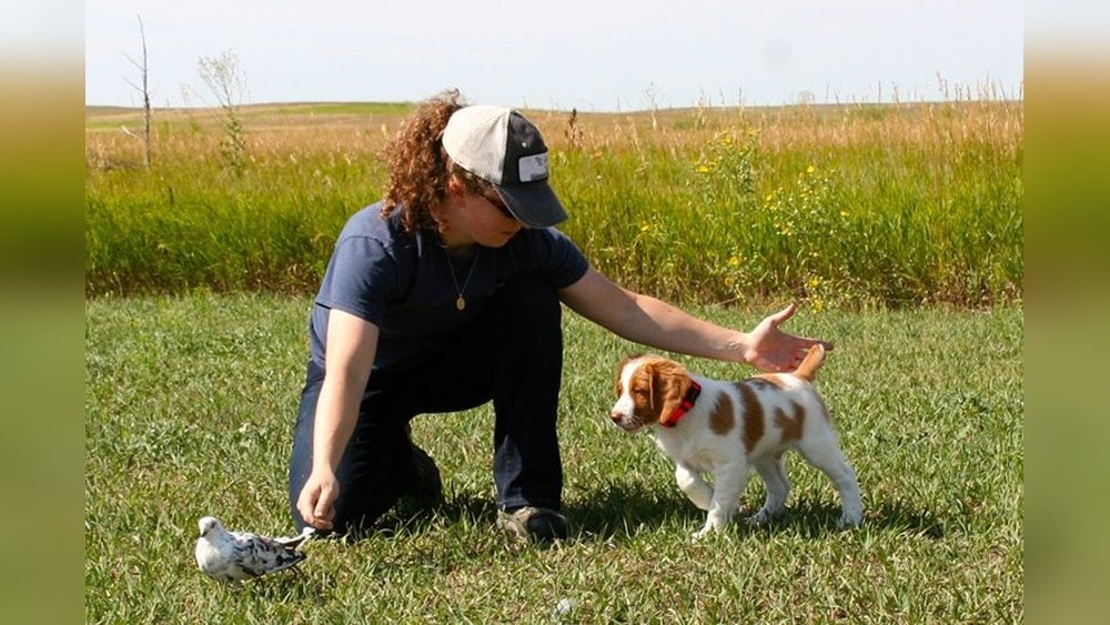 How Do You Train a Bird Dog