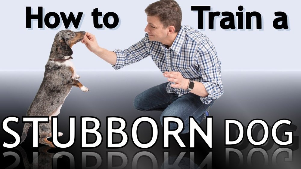 How Do You Train a Stubborn Dog