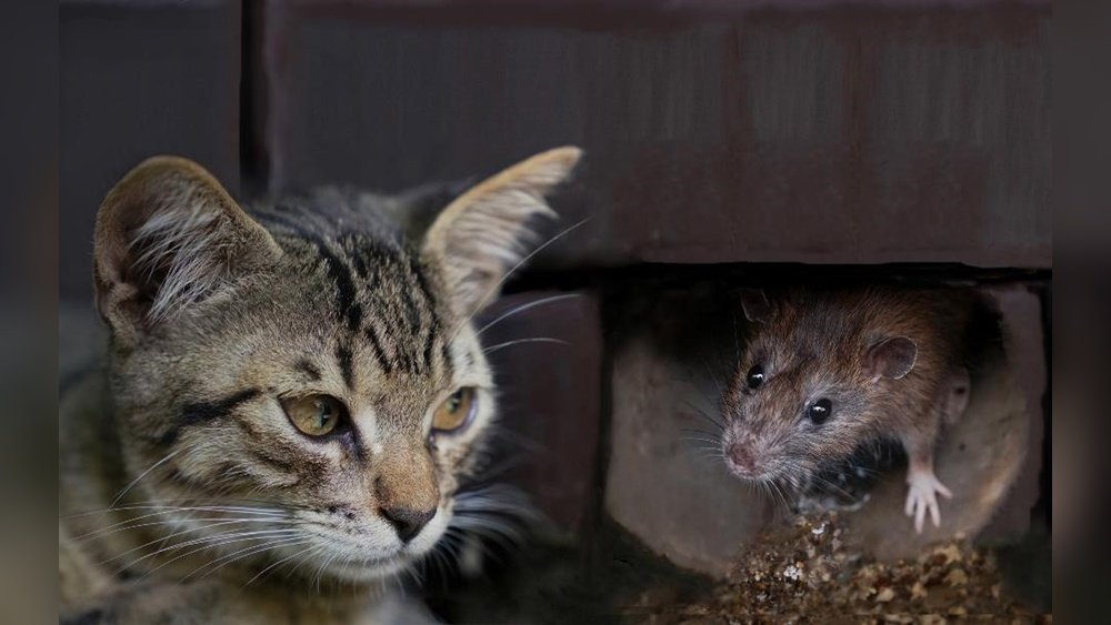 How Does a Cat Kill a Rat