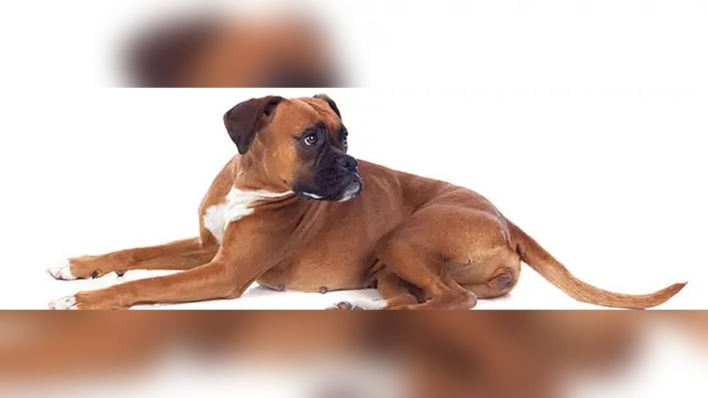 How Fast Can a Boxer Dog Kill You