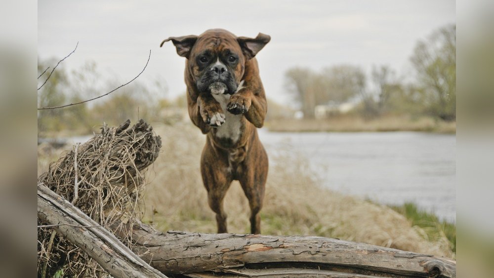 How Fast Can a Boxer Dog Run