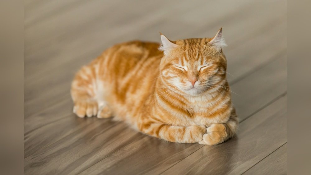 How Fast Does Cat Hair Grow