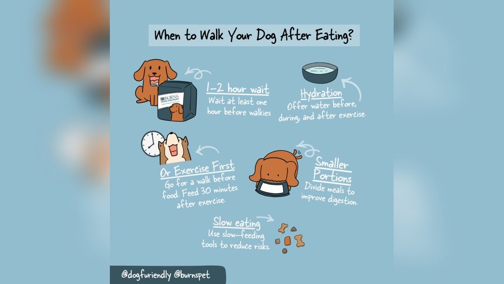 How Long After a Walk Can I Feed My Dog