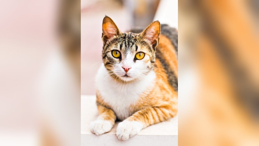 How Long After Cat Has Kittens Can She Be Spayed