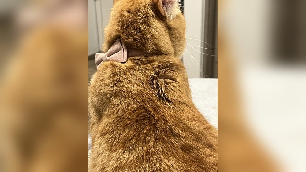 How Long After Flea Treatment Can I Bathe My Cat