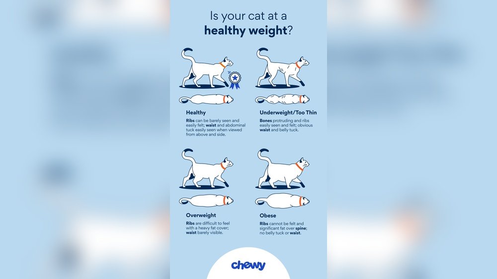 How Long After Starting Insulin Will My Cat Feel Better