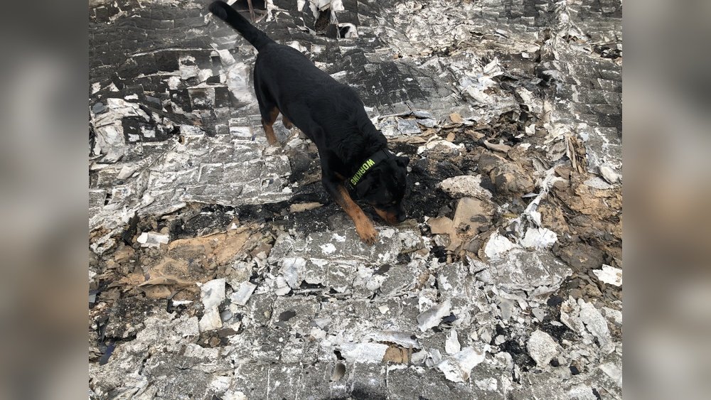 How Long before a Dead Dog Starts to Smell