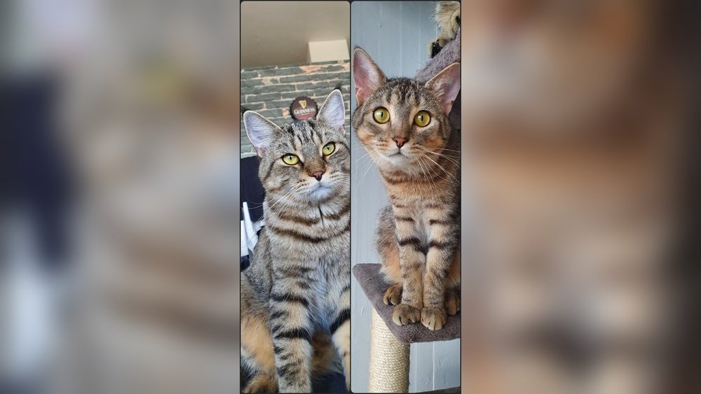 How Long Can a Cat Be Left Alone at Home