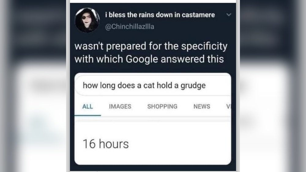 How Long Can a Cat Hold a Grudge