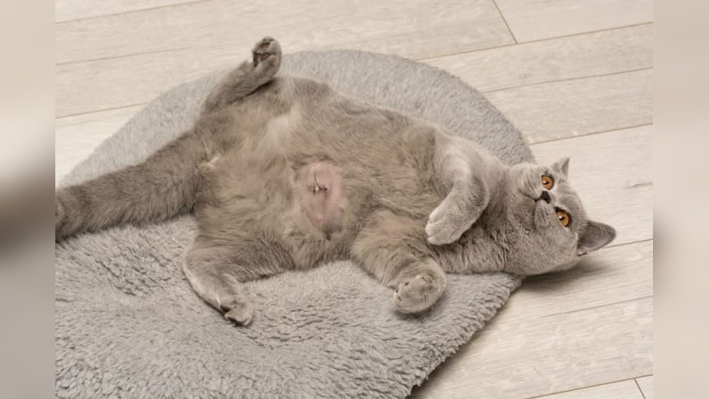 How Long Can a Cat Live With a Hernia