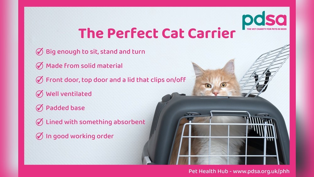 How Long Can a Cat Stay in a Carrier