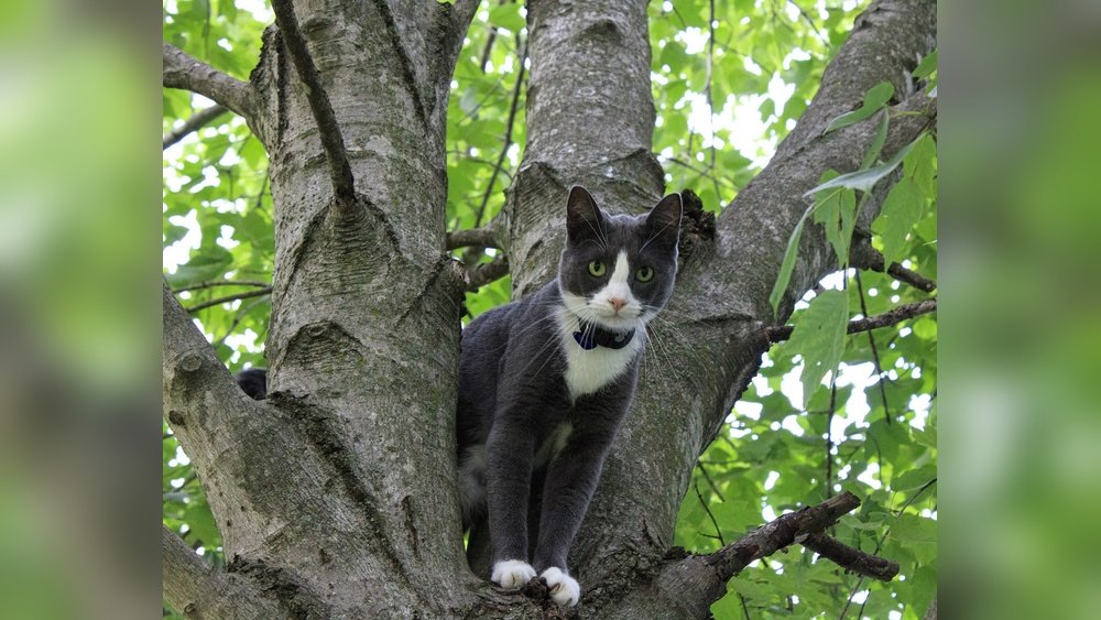 How Long Can a Cat Stay in a Tree