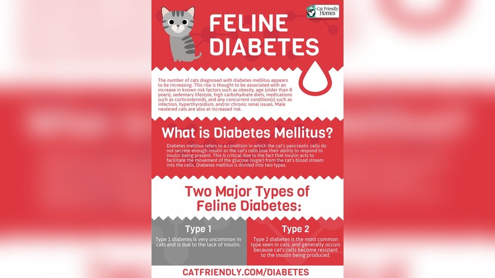 How Long Can a Cat With Diabetes Live