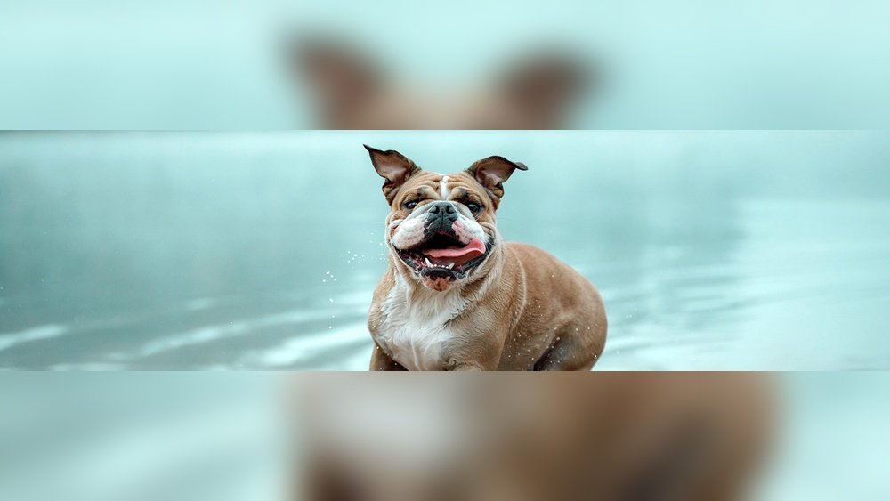 How Long Can a Dog Go Without Drinking Water