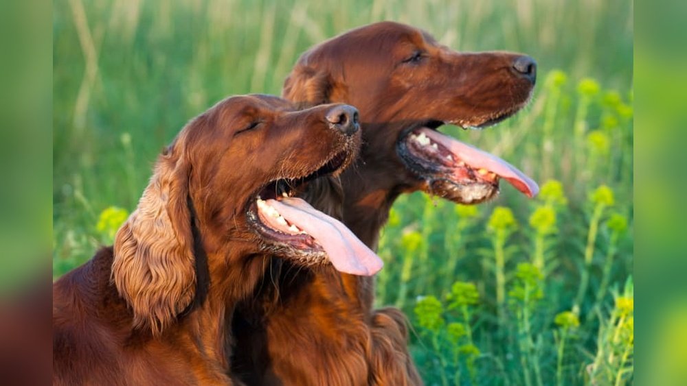 How Long Can a Dog Live Without Water