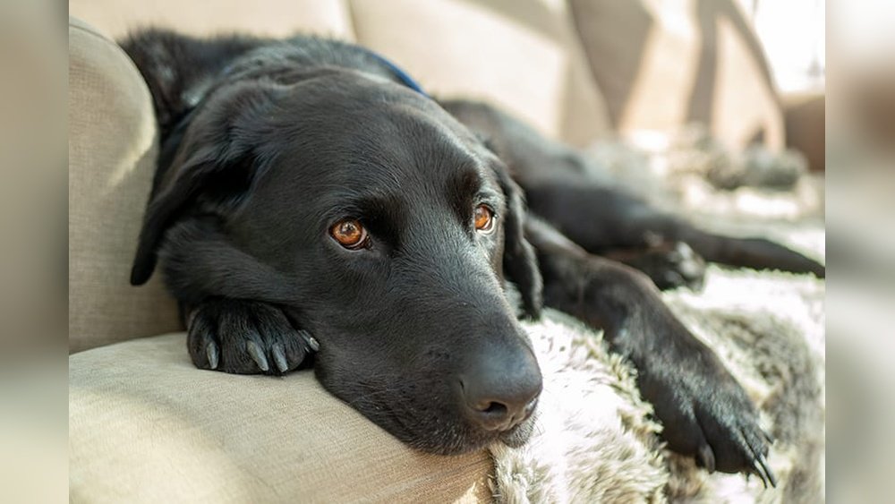 How Long Can a Dog Survive With Cancer