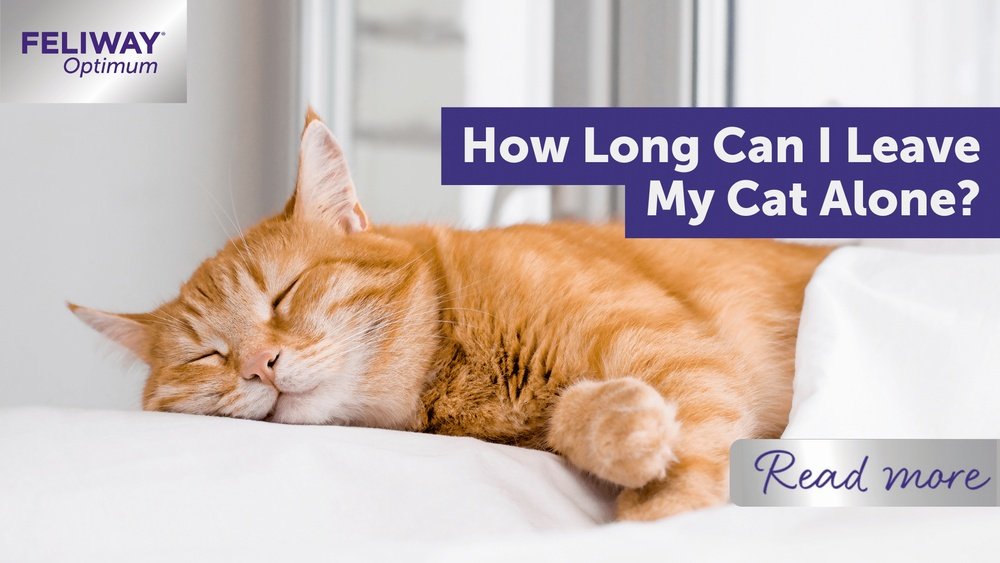How Long Can I Leave a Cat Alone