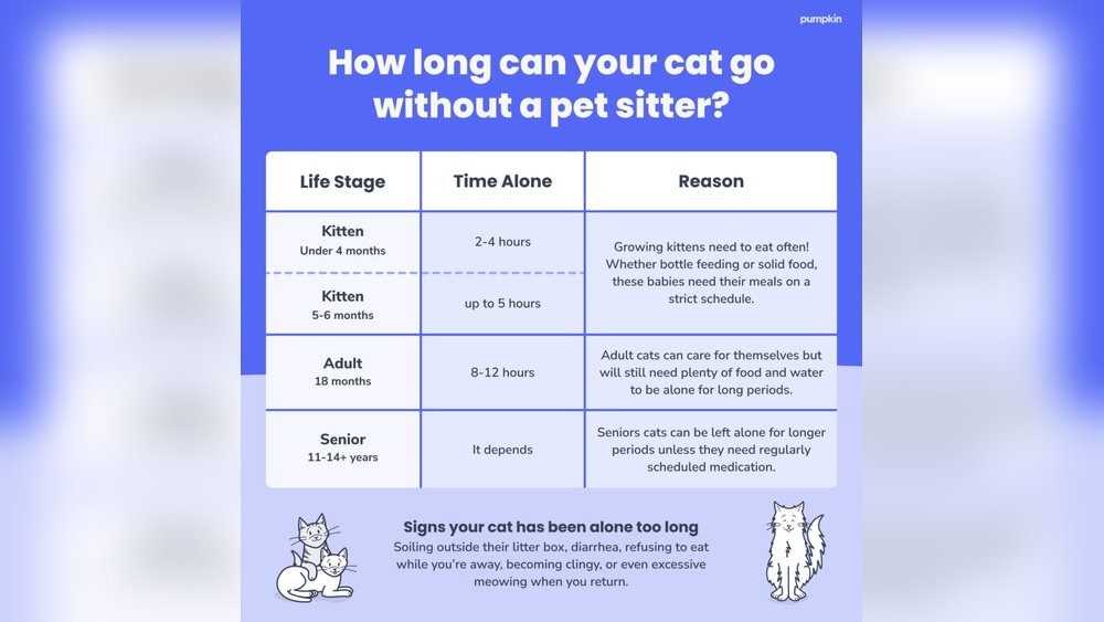 How Long Can I Leave My Cat Alone