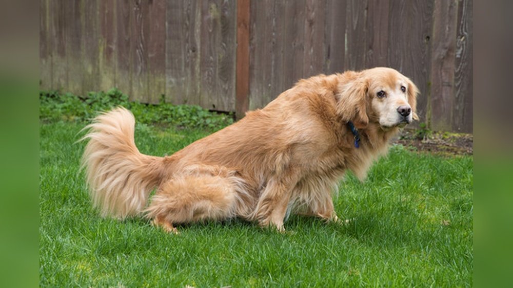 How Long Can My Dog Go Without Peeing