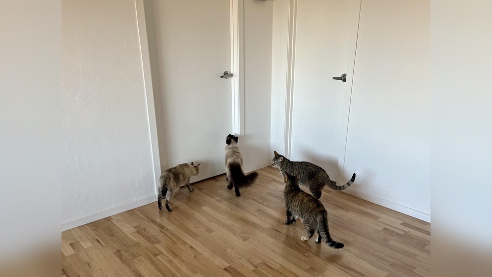 How Long Can You Keep a Cat in One Room