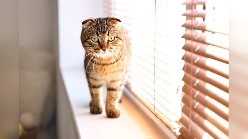 How Long Can You Leave Cat Home Alone