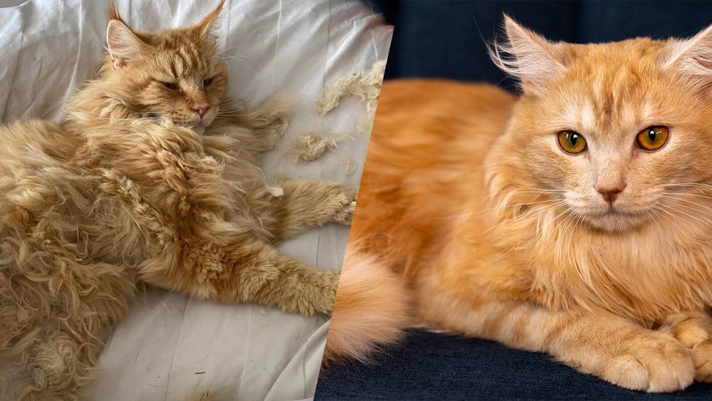 How Long Cat Fur Grow Back