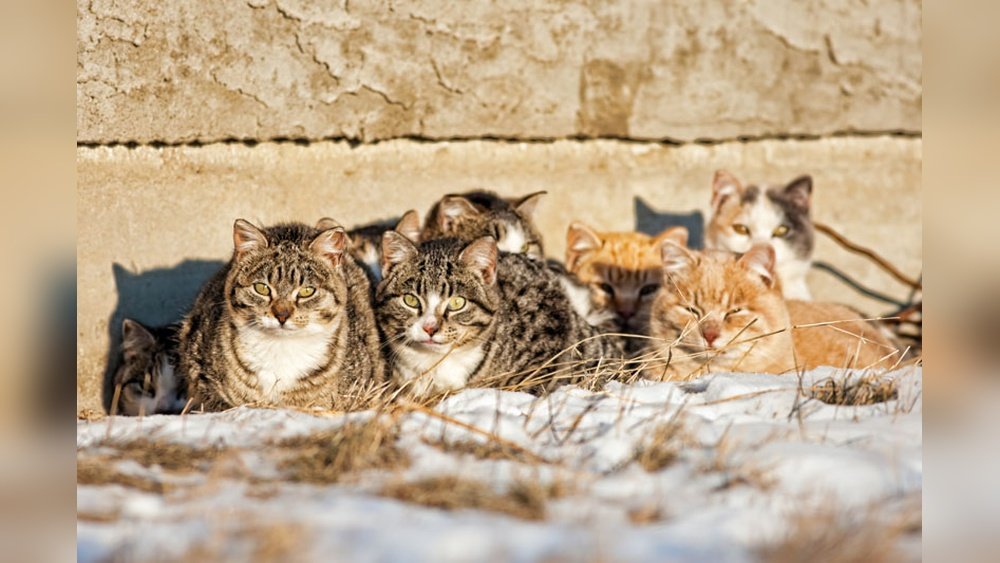 How Long Do Feral Cat Families Stay Together