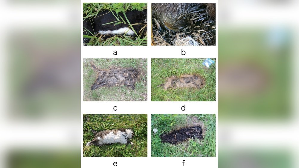 How Long Does a Cat Take to Decompose