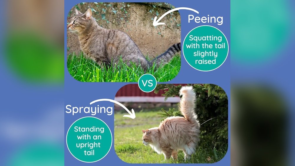 How Long Does Cat Spray Smell Last