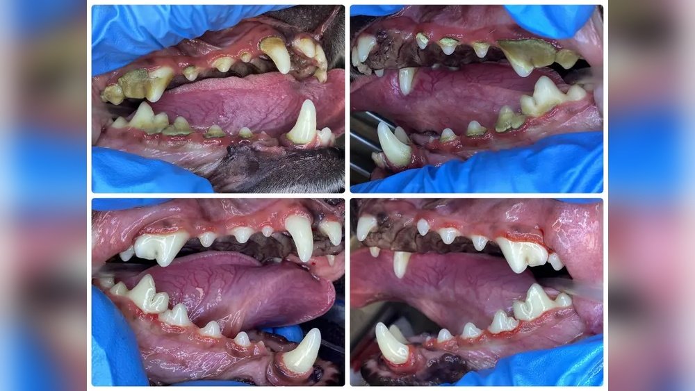 How Long Does Dog Teeth Cleaning Take