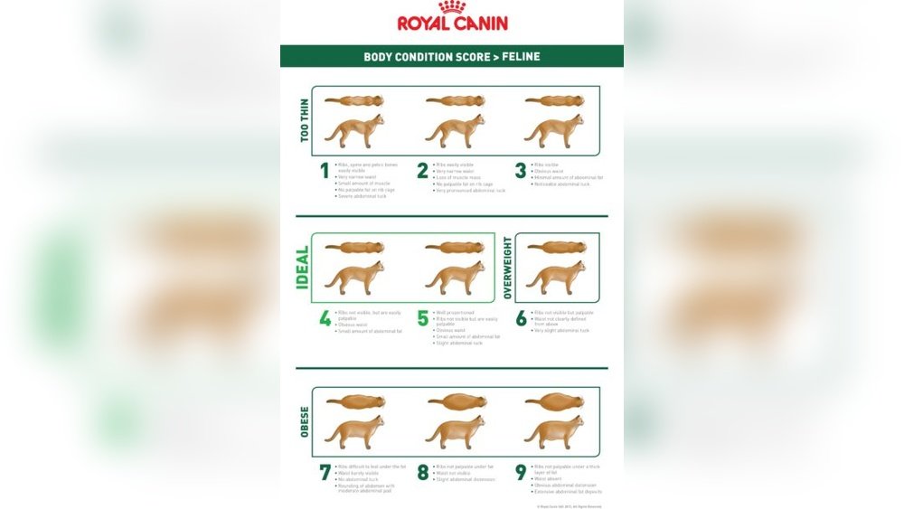 How Long Does It Take a Neutered Cat to Heal
