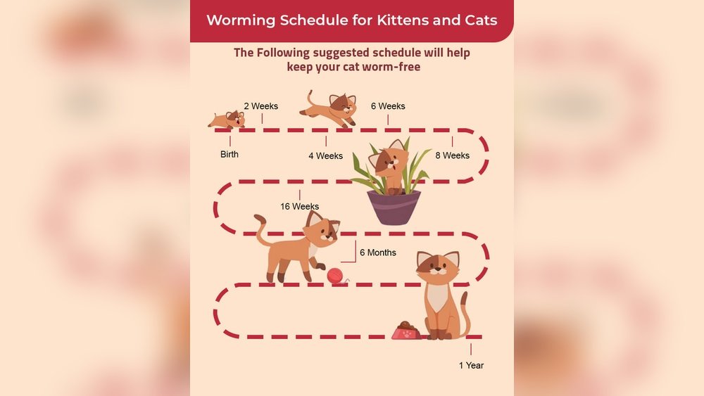 How Long Does It Take for Cat Dewormer to Work