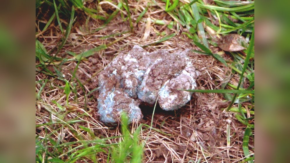 How Long Does It Take for Dog Poop to Decompose