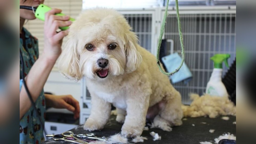 How Long Does It Take to Groom a Dog