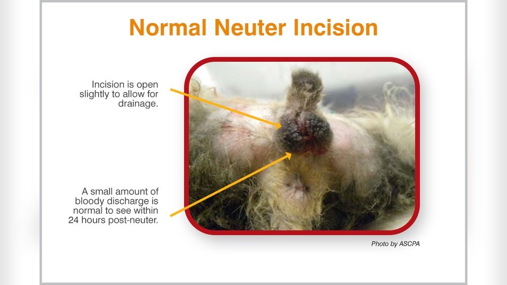 How Long is Recovery from Cat Neutering