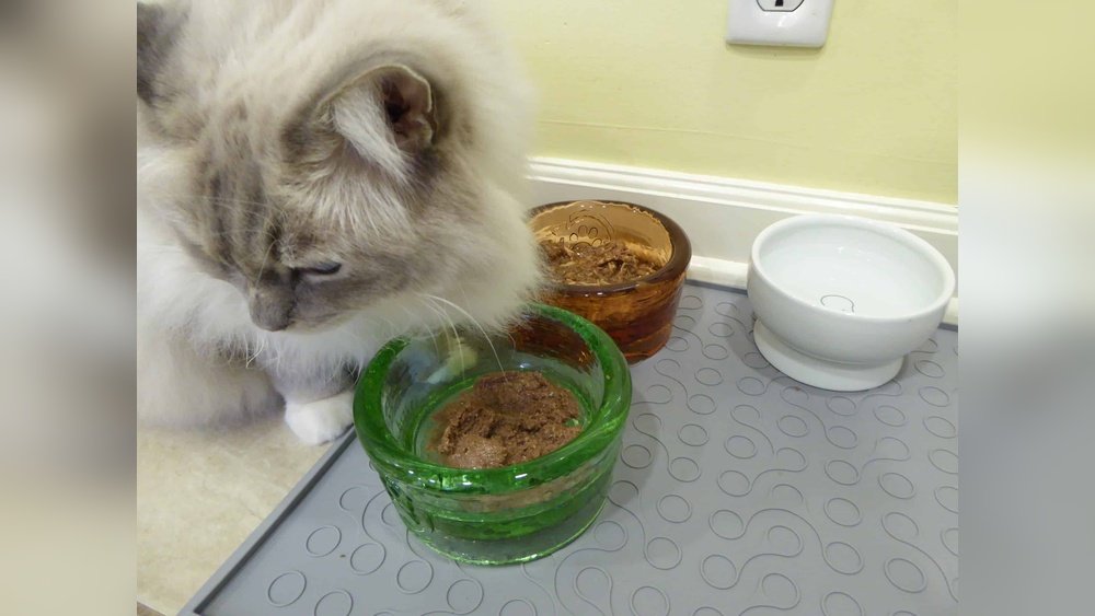 How Long Leave Wet Cat Food Out