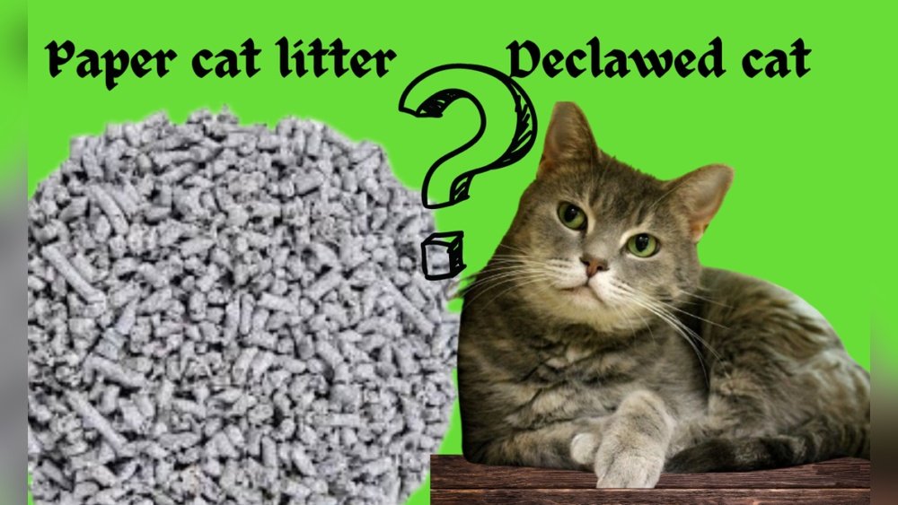 How Long Should a Cat Use Paper Litter After Declaw