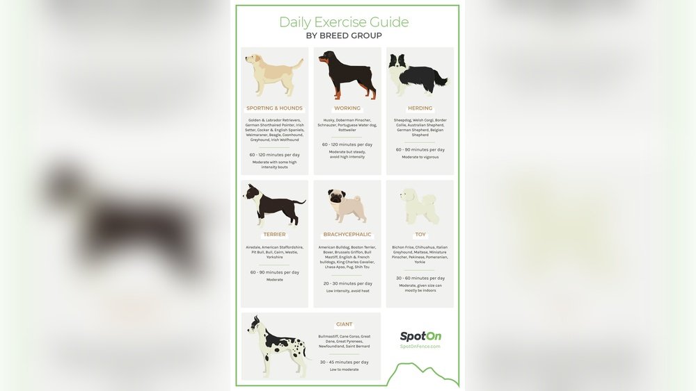 How Long Should I Walk My Dog Calculator