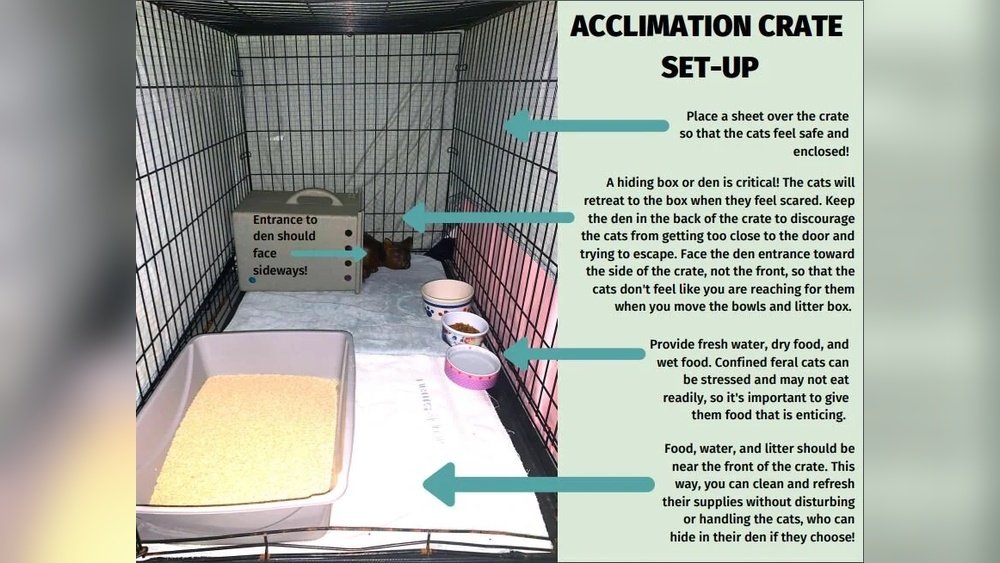 How Long to Keep Cat Confined After Spay