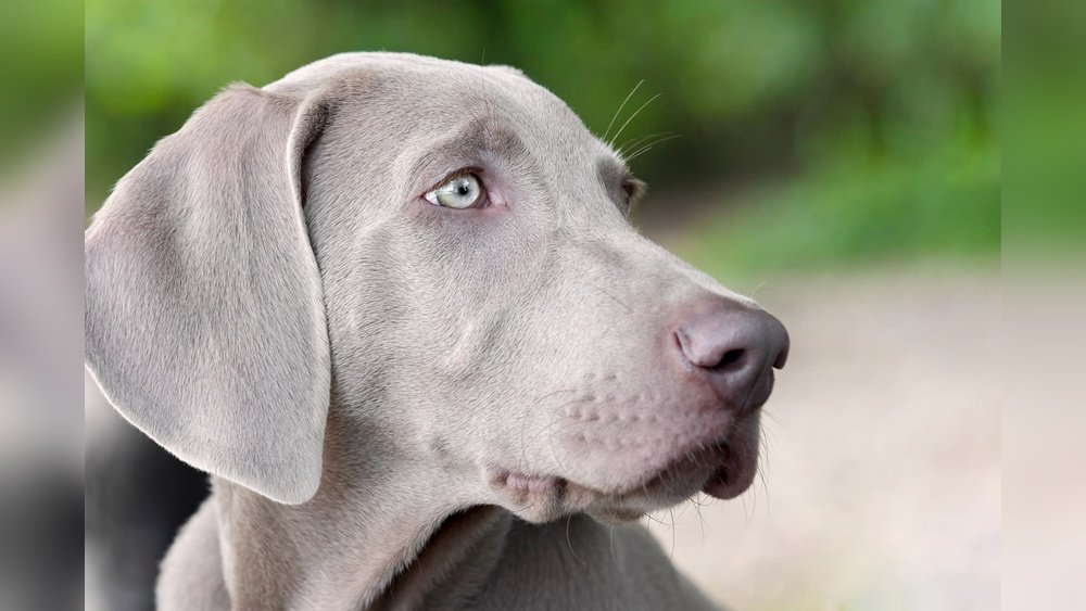 How Long to Quarantine Dog With Ringworm