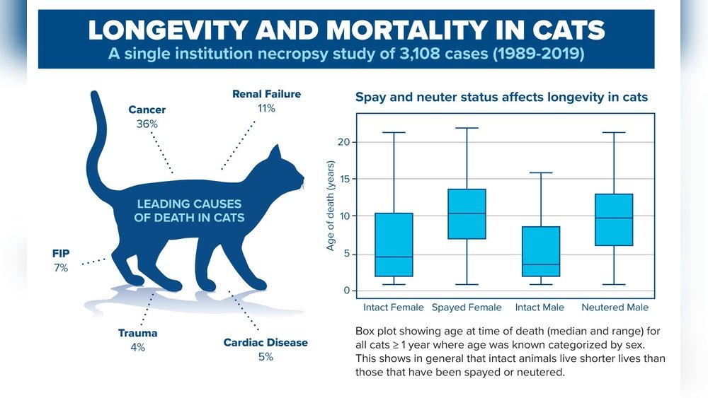 How Long Will a Cat Live With Cancer
