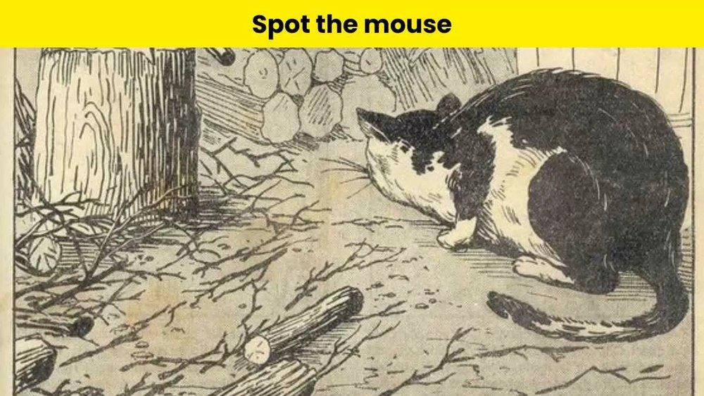 How Long Will a Mouse Hide from a Cat