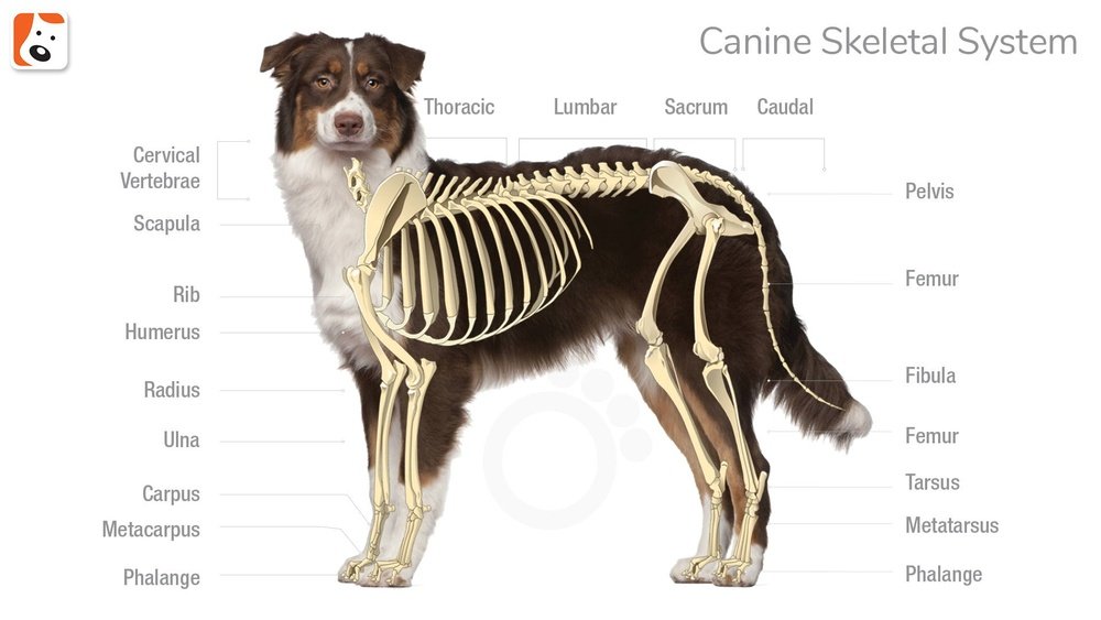 How Many Bones are in a Dog