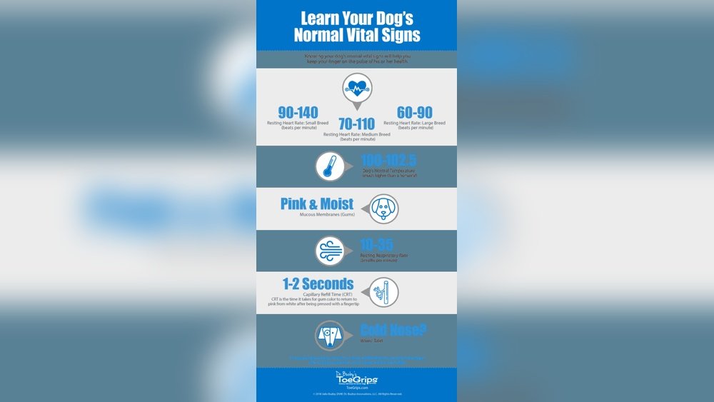 How Many Breaths Per Minute is Normal for a Dog