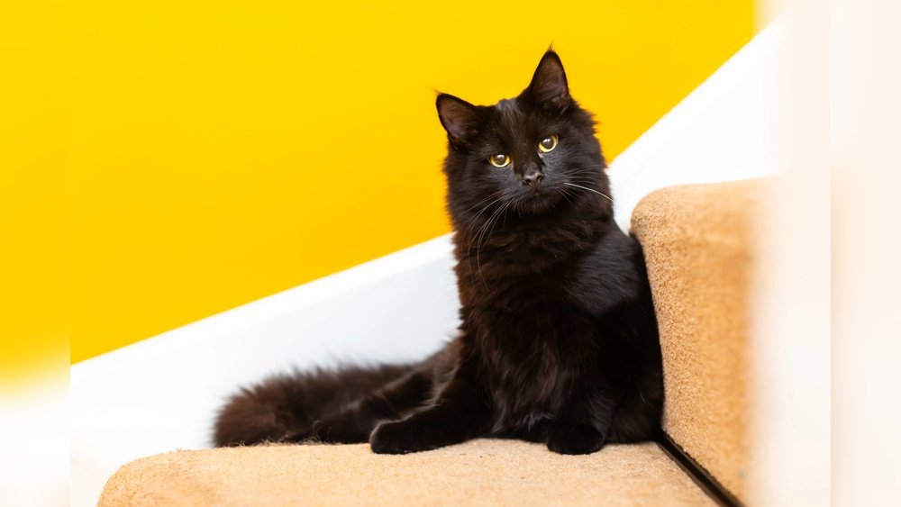 How Many Days Can a Cat Be Left Alone