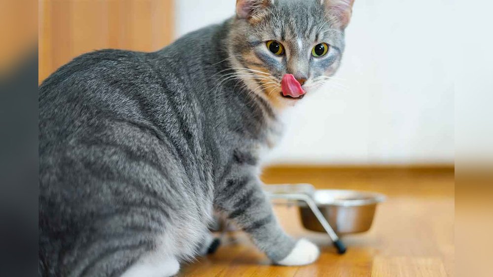 How Many Grams of Protein are in a Cat